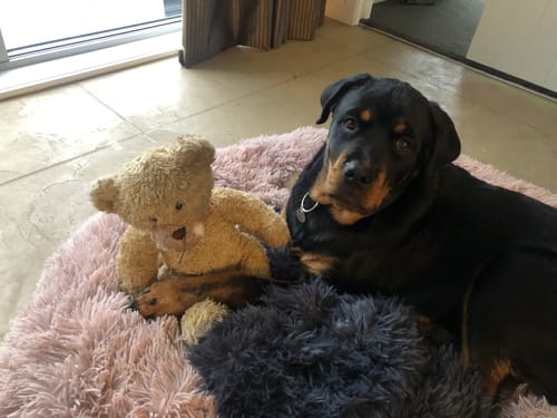 Customer photo review of Calming Doughnut Bed