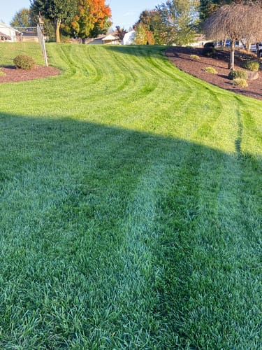 Customer photo review of Protene Performance Spring Fertilizer