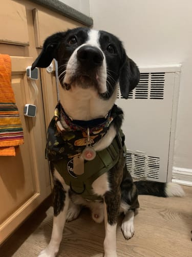 Customer photo review of Classic Heavy-Duty Tactical No-Pull Team K9™ Dog Harness With Front & Back D-Rings, Quick-Release Metal-Buckles, Hook & Loop Panels, & Top Handle