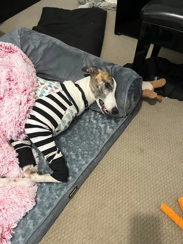 Customer photo review of PaWz Pet Sofa Bed