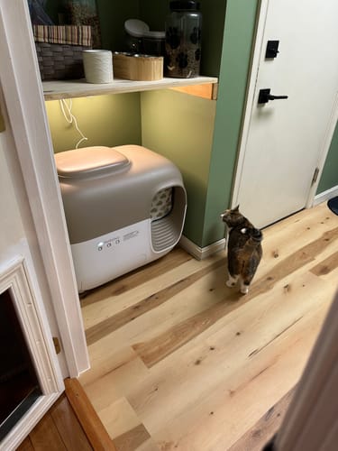Customer photo review of Self-Cleaning Litter Box