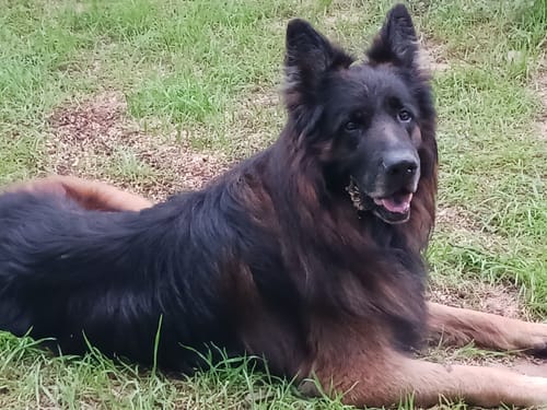 Customer photo review of OptiWize Collagen +Plus Dog and Cat Joint Health Supplement
