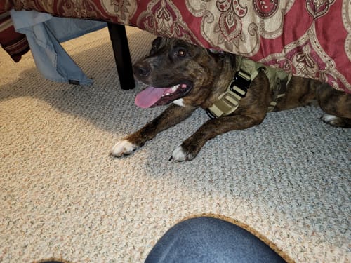 Customer photo review of Classic Heavy-Duty Tactical No-Pull Team K9™ Dog Harness With Front & Back D-Rings, Quick-Release Metal-Buckles, Hook & Loop Panels, & Top Handle