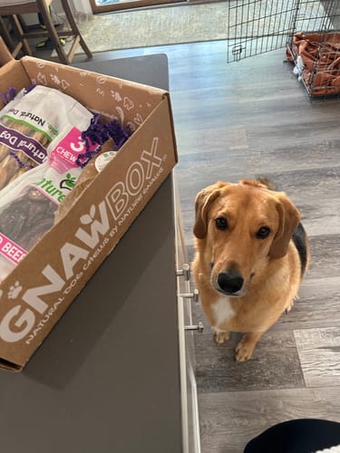 Customer photo review of Large Gnaw Box