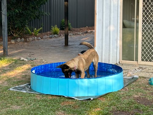 Customer photo review of Portable Pet Swimming Pool and Bath Tub