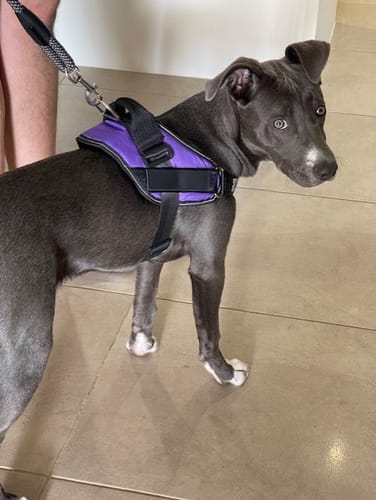 Customer photo review of No Pull Dog Harness Australia