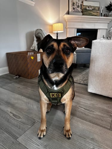 Customer photo review of Classic Heavy-Duty Tactical No-Pull Team K9™ Dog Harness With Front & Back D-Rings, Quick-Release Metal-Buckles, Hook & Loop Panels, & Top Handle