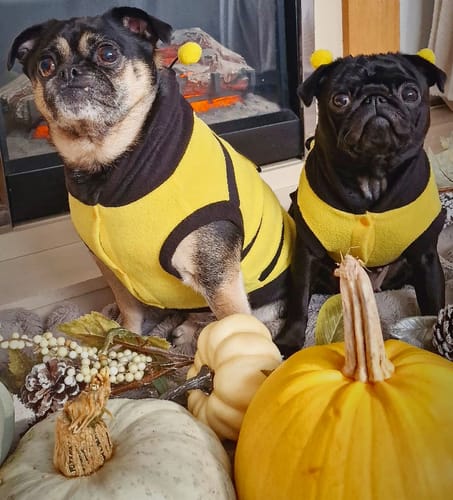 Customer photo review of Bumble Bee Dog Hoodie Fleece Costume Coat