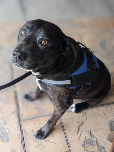 Customer photo review of No Pull Dog Harness Australia