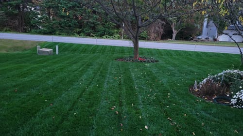 Customer photo review of GCI Turf Type Tall fescue Grass Seed