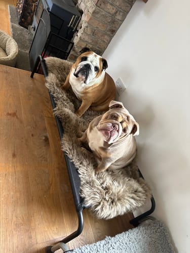 Customer photo review of HiK9 Bed with Black Mesh Cover