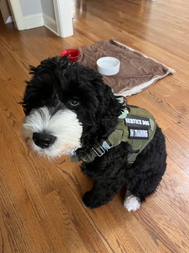 Customer photo review of Classic Heavy-Duty Tactical No-Pull Team K9™ Dog Harness With Front & Back D-Rings, Quick-Release Metal-Buckles, Hook & Loop Panels, & Top Handle