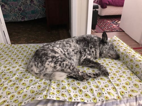 Customer photo review of PaWz Dog Summer Cooling Mat