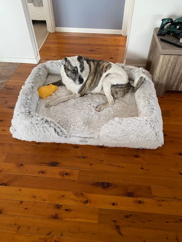 Customer photo review of PaWz Pet Orthopaedic Bed