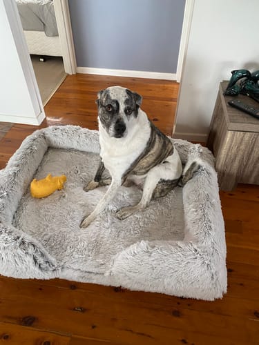 Customer photo review of PaWz Pet Orthopaedic Bed