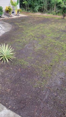 Customer photo review of GCI Turf Type Tall fescue Grass Seed