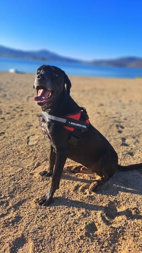 Customer photo review of No Pull Dog Harness Australia
