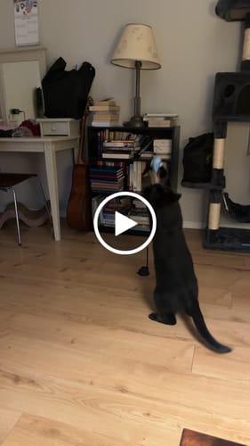 Customer video review of Interactive Bird Simulation Cat Toy Set