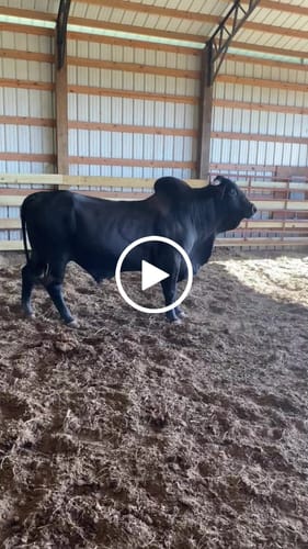 Customer video review of OptiWize Collagen +Plus Livestock Joint Supplement
