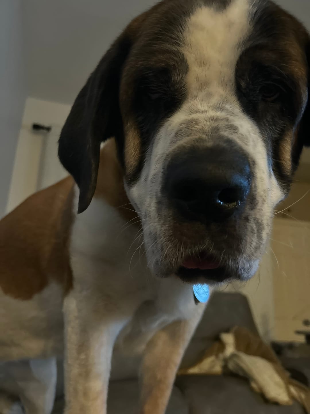 Customer photo review of Pork Heart Jerky Treats for Dogs - 1LB Bag