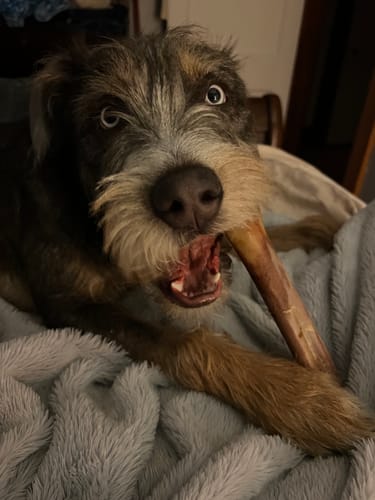 Customer photo review of Splinter-Free Ostrich Cane (Medium) . Long-lasting, Natural Dog Gnaw Treat by Savannah Pet Food