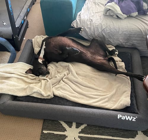 Customer photo review of PaWz Memory Foam Calming Dog Bed