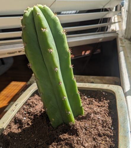 Customer photo review of San Pedro Cactus | Echinopsis (Trichocereus) pachanoi