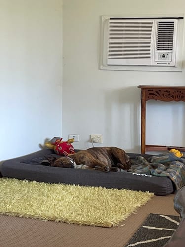 Customer photo review of PaWz Memory Foam Calming Dog Bed