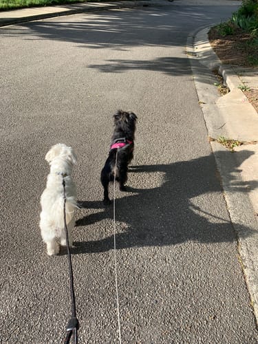 Customer photo review of No Pull Dog Harness Australia