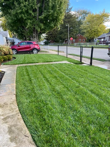 Customer photo review of GCI Turf Cool Blue Grass Seed