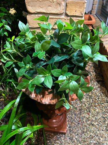 Customer photo review of (5 Pack) Artificial Stem Bayleaf Foliage Bunch 45cm