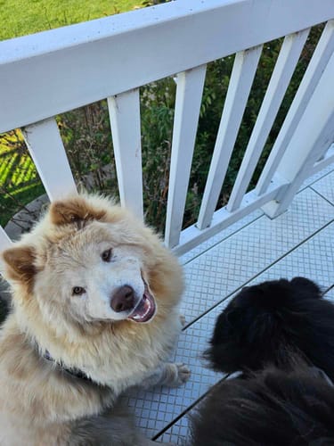 Customer photo review of Agression and Frustration Reduction - Dogs