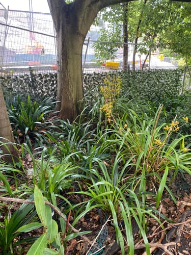 Customer photo review of Fake Ivy Roll 3m x 1m – Instant Artificial Hedge Panel Ivy Roll