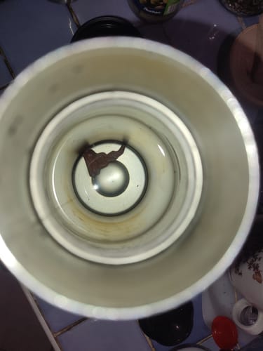 Customer photo review of Phra Gribua - amulette Thai de santé pour eau bénie de guérison.