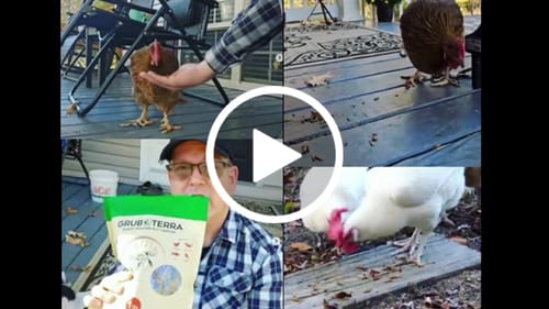 Customer video review of GrubTerra Dried Larvae