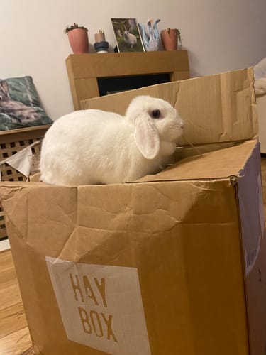 Customer photo review of Timothy Hay Box 'Blend'
