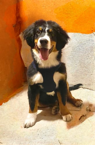 Customer photo review of Oh My Dog! Paq. Peludos - 2 Piezas de 850 grs + Envío GRATIS