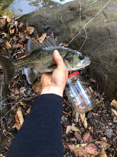 Joshua K. review of 4mm 550 Paracord (7 Strand Core) image 1 out of 2