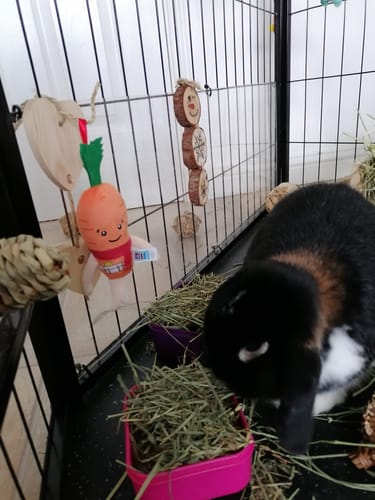 Customer photo review of Snowman Gnaw NEW*
