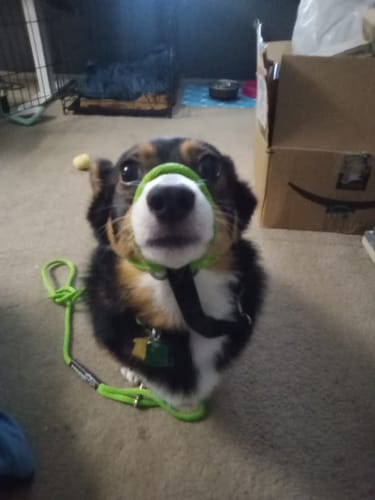Customer photo review of Become Your Dog's Hero