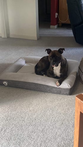 Customer photo review of Orthopaedic Memory Foam Bed