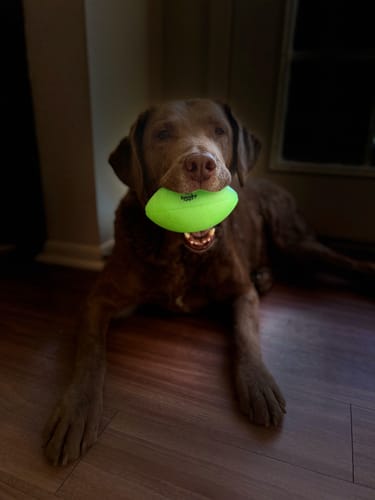 Customer photo review of Squeak & Glow Football