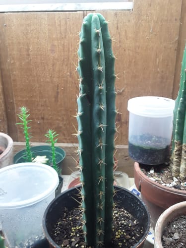 Customer photo review of Bolivian Torch Cactus Cuttings | Trichocereus bridgesii | Echinopsis lageniformis