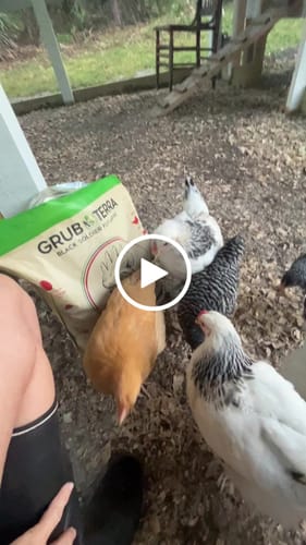 Customer video review of GrubTerra Dried Larvae