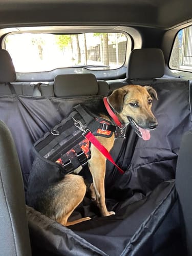 Customer photo review of Cubre asiento de auto impermeable para mascota