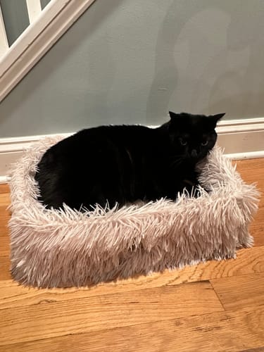 Customer photo review of 2-in-1 Scratching Cat Bed (New 2023)