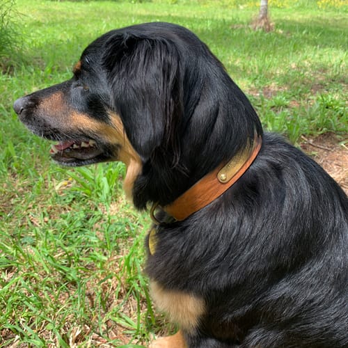Customer photo review of D-End Leather Dog Collar – Designed for Pulling Dogs