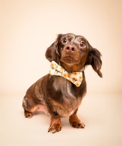 Monica C. review of Floral Sunflower Bow Tie for Dog Collar or Cat Collar image 1 out of 2