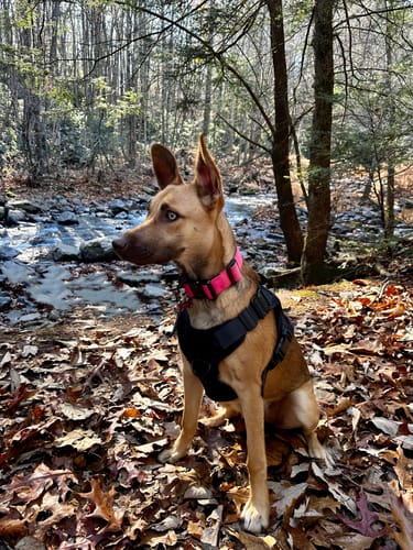 Customer photo review of Classic Heavy-Duty Tactical No-Pull Team K9™ Dog Harness With Front & Back D-Rings, Quick-Release Metal-Buckles, Hook & Loop Panels, & Top Handle