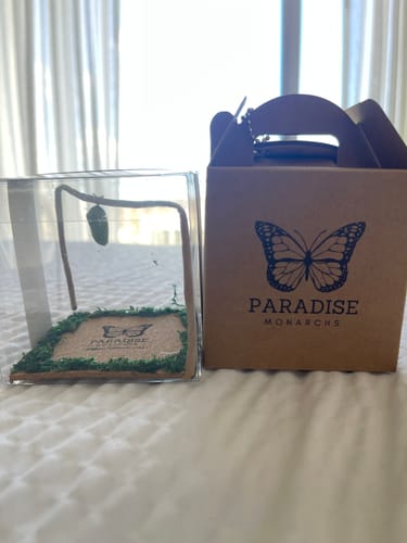 Customer photo review of Classic Live Monarch Butterfly Chrysalis Box